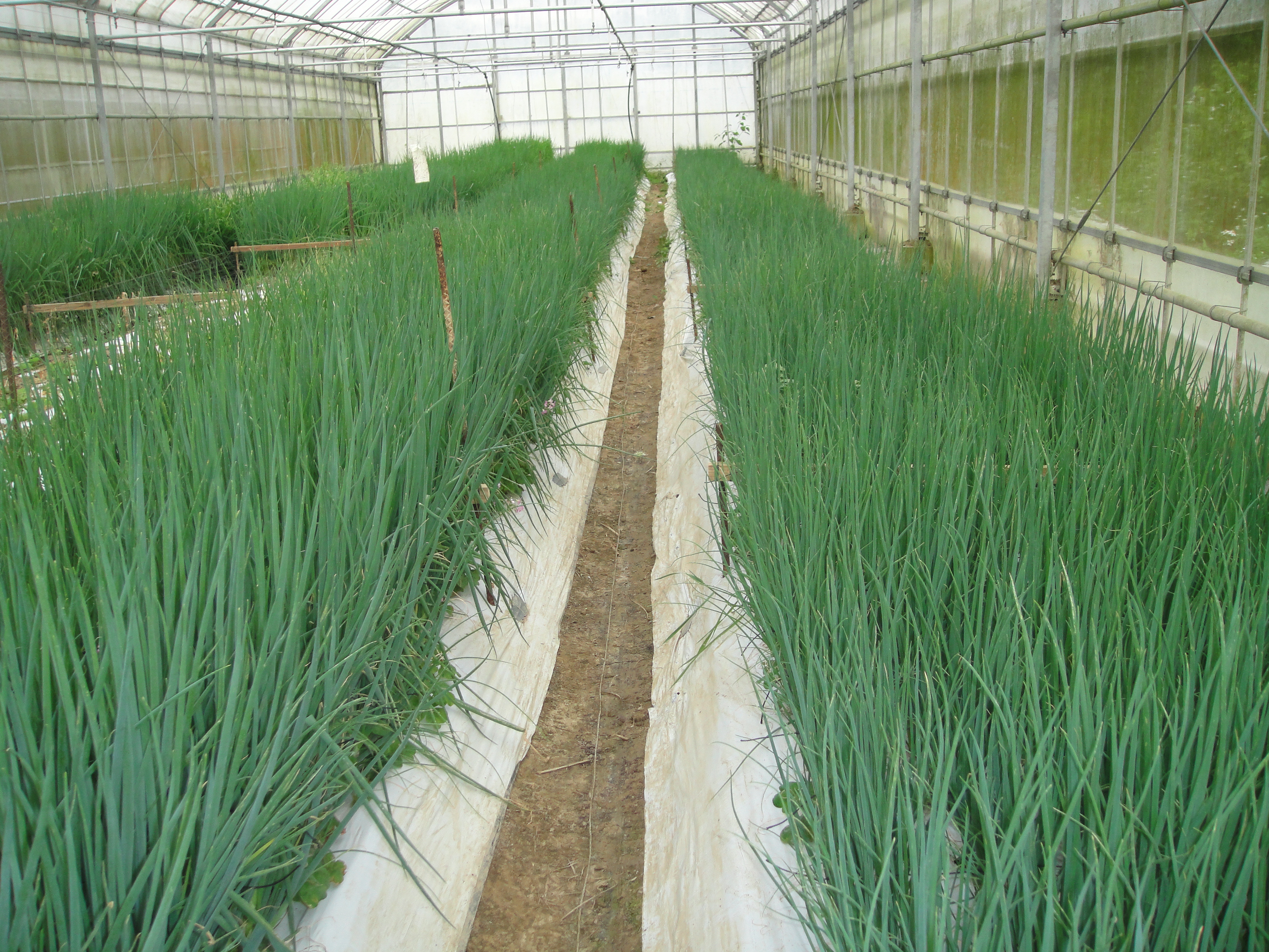 Scallions to which 200kg of salt per 10ares was applied
