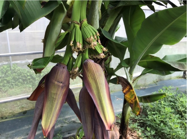 Sanjaku bananas (Dwarf cavendish bananas) at Sunshine Farm 