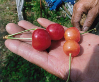 5. Left: Cherries grown in the barrier area
Right: Those grown in an ordinary area