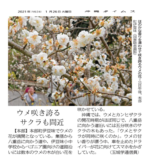 Photo 8: Ume (Japanese plum) blossoms are in full bloom
1/24/2021 (provided by Okinawa Times)
