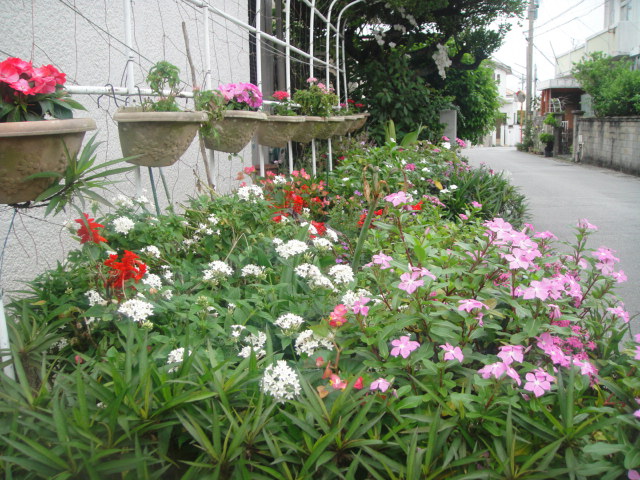 The photo above shows the fourth year of flower beds continuously planted using EM, salt and charcoal.