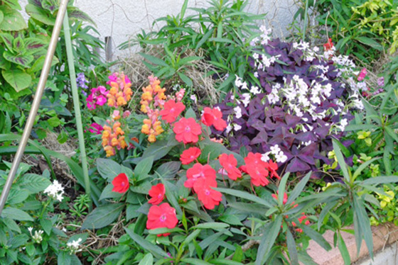Flower beds at our home