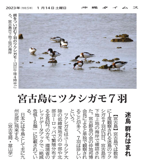 Seven common shelducks pecking at food on the coast of Shimoji Uechi, Miyakojima City, at around 4:30pm on March 13.