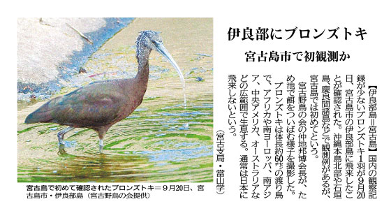Bronze Ibis confirmed for the first time on Miyakojima on September 20th, Irabu Island, Miyakojima City (courtesy of the Miyako Wild Bird Society)