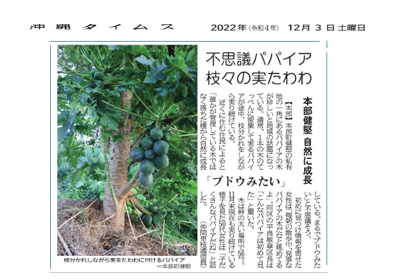 Papayas that branch off and bear heavy fruit in Kenken, Motobu Town.