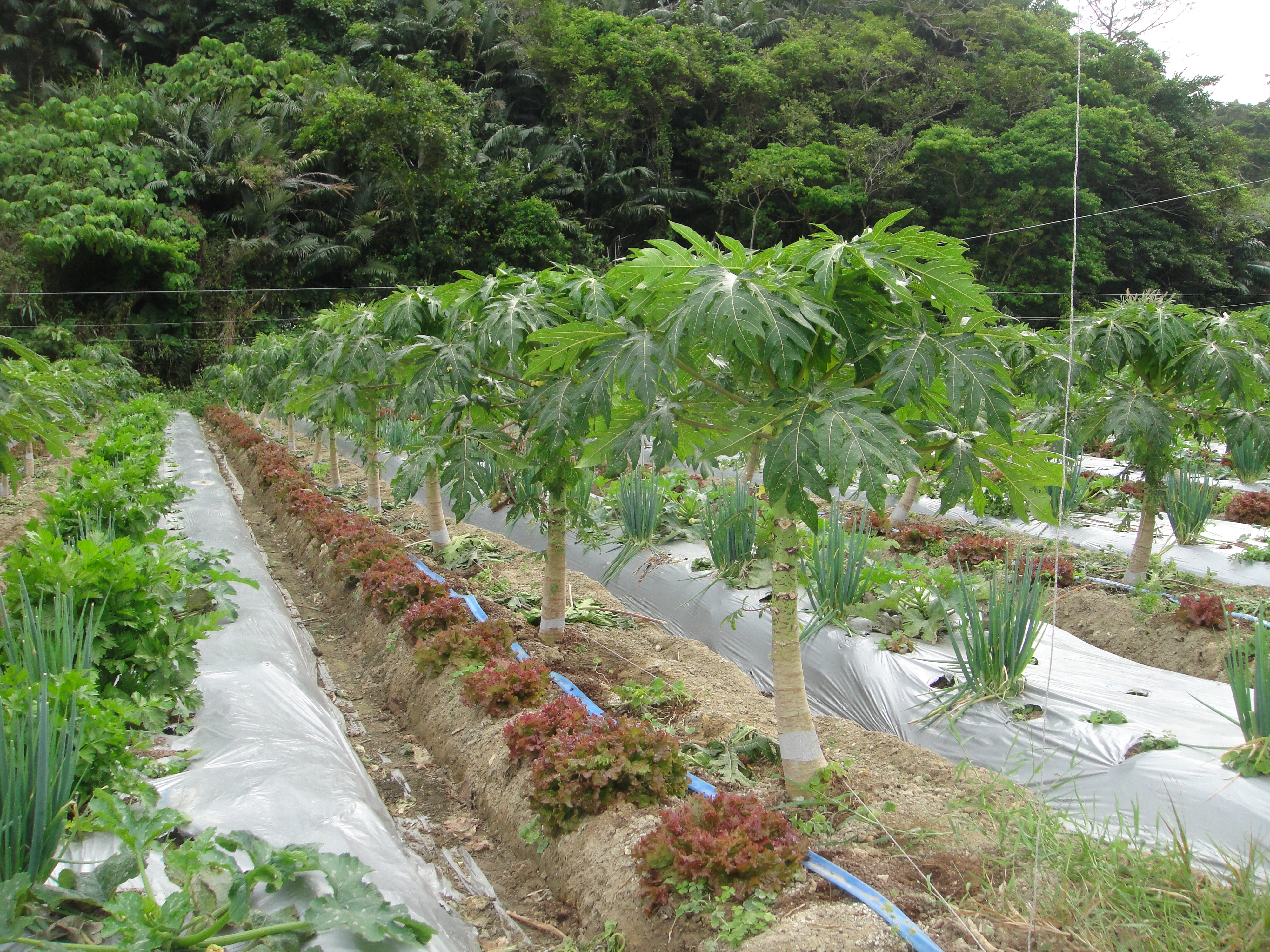 Papaya field in which 400kg of salt per 10ares was applied. (Papaya are the weakest type of fruit trees.)