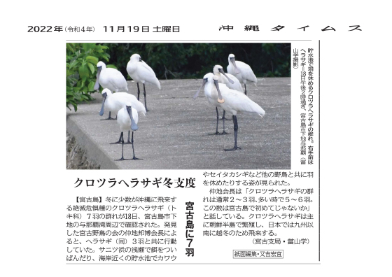 A flock of black-faced spoonbills resting in a reservoir. In the foreground on the right are spoonbills.
Taken after 2:00pm on the 18th, in Shimoji-Yonaha, Miyakojima City (Photo by Manabu Tomiyama)