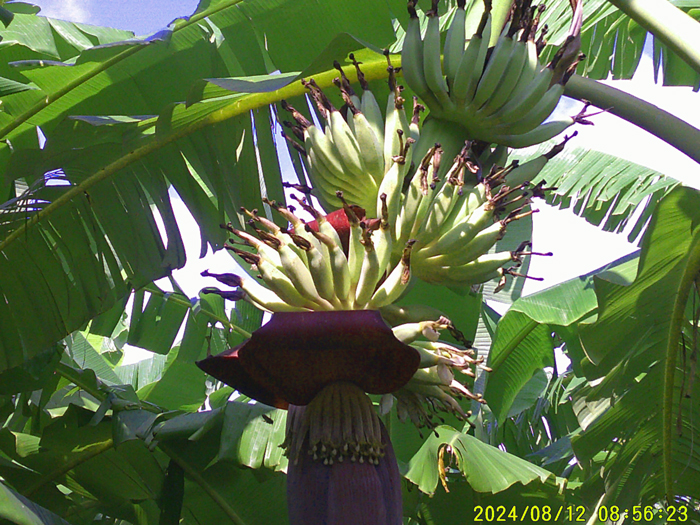 Photo 3: The space between the fruit bunches is wide enough to allow them to grow well.