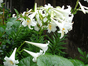 Easter lilies that have become virus-free