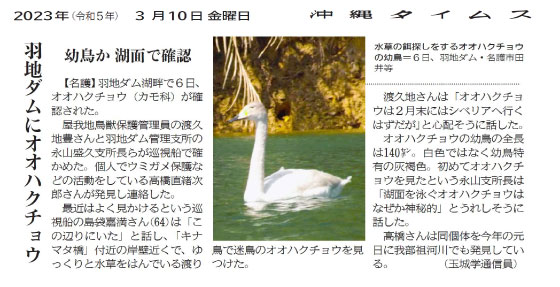 A Juvenile whooper swan searching for waterweeds at Haneji Dam, in Taira, Nago City