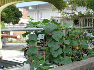 Cucumbers growing in a home garden 