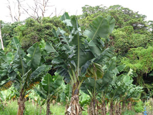 Photo 13: Dwarf banana trees, which usually spread their leaves downwards like palm trees, now have leaves growing upward.