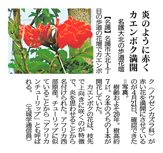 ​​​​​​​(Courtesy of Okinawa Times 5/3/2024)