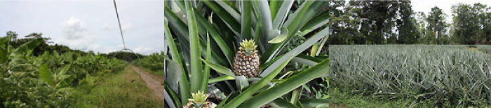 Left: Banana orchard at Earth University
Center/Right: Pineapple fields at Earth University
Source: “New ・Living a Dream” #17 EM Festa in Central America by Professor Teruo Higa of Meio University