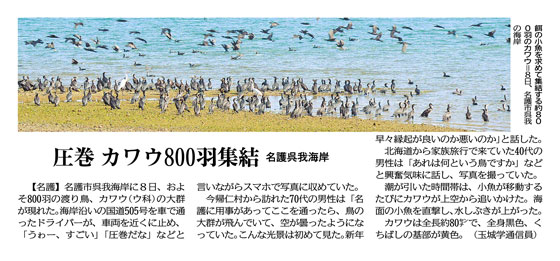 Photo: About 800 cormorants gather on the beach at Goga, Nago City, on the 8th, in search of small fish for food.