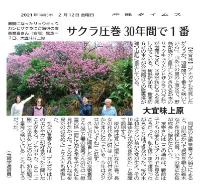 Photo 4: A spectacular view of Sakura blossoms 
The most beautiful in 30 years
2/12/2021 (provided by Okinawa Times)