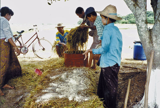 Soaking rice straw in EM solution to make compost (Myanmar)