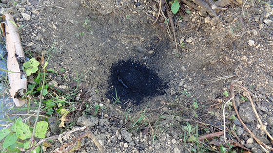Dig a 20-30 cm hole in a non-field area, add 100-150 g of salt and 500 ml of EM Gravitron Charcoal, and apply 500 ml of activated EM.