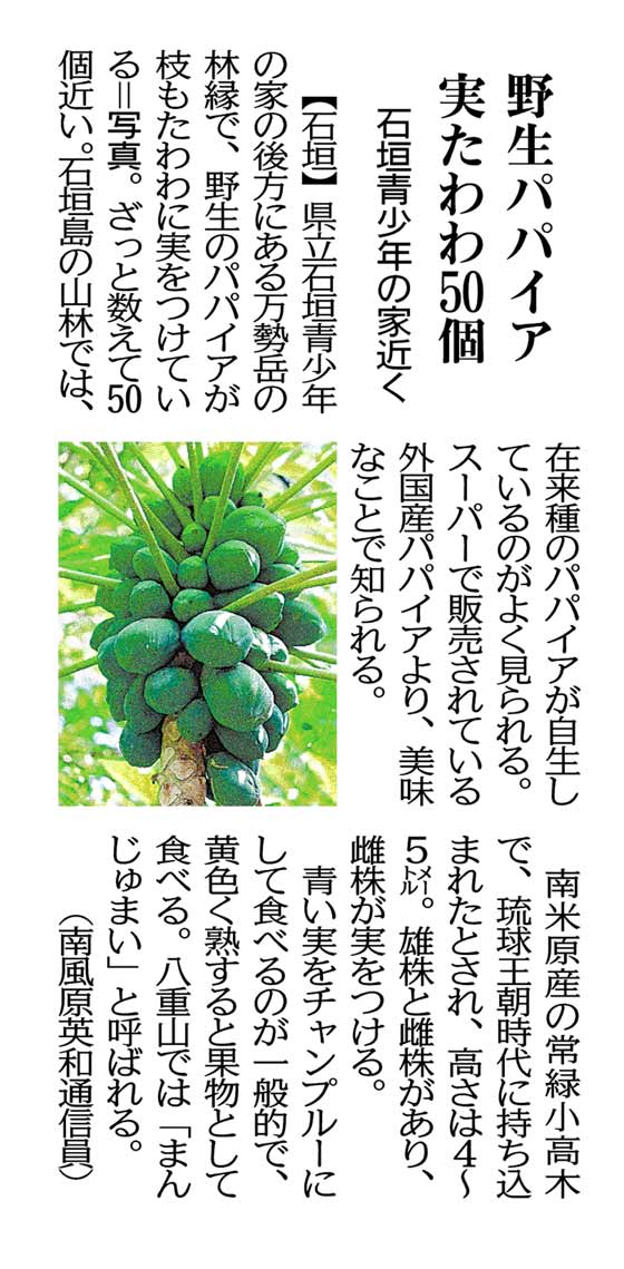 (Courtesy of Okinawa Times 2/25/2024）