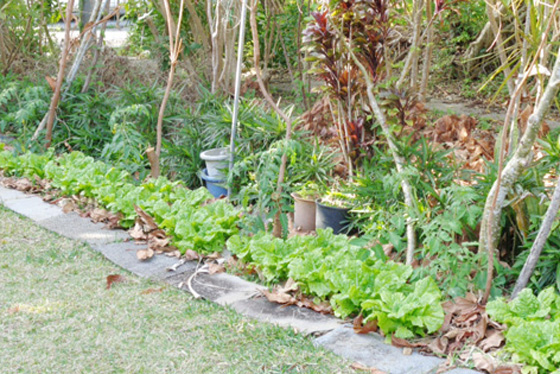 Lettuce and tomatoes on the left side of the entrance