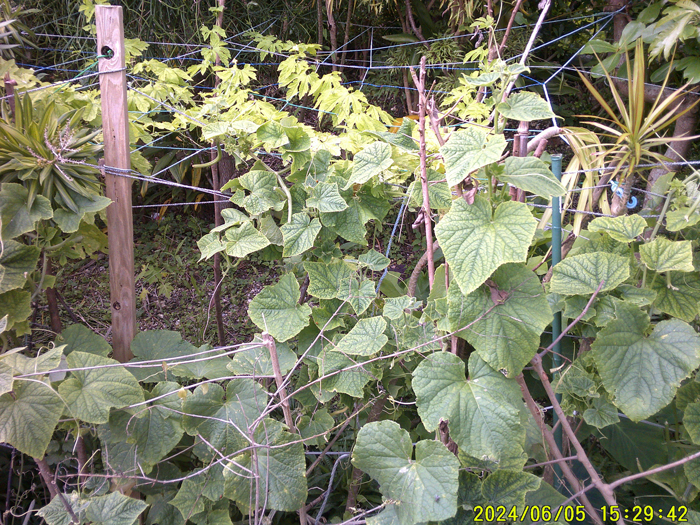 Photo 6: The bitter melons planted among the cucumbers are also growing well, spreading across the back shelf and beginning to bear a scattering of fruit 