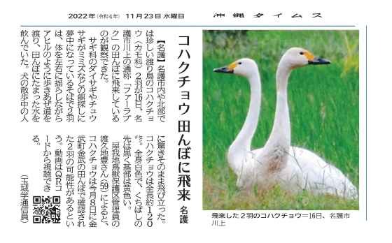 Two Tundra Swans that flew in to Nago City on November 16th.