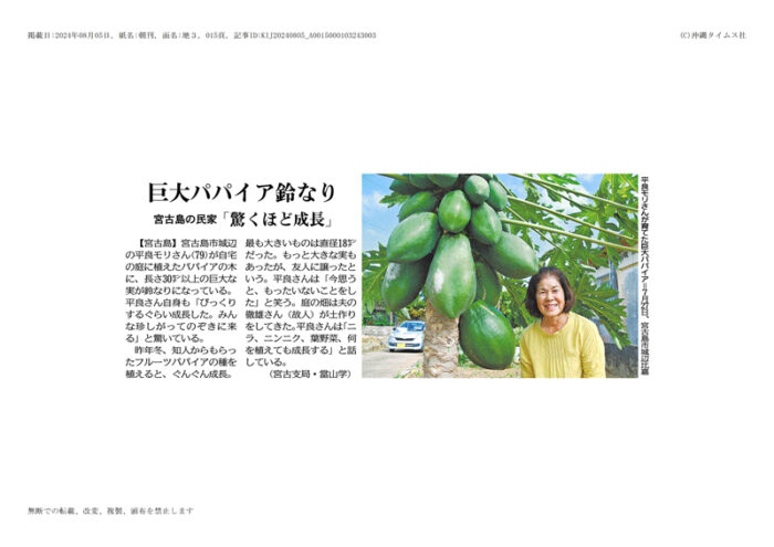 Photo: Giant papayas grown by Ms. Mori Taira, July 27 at Gusukubehiga, Miyakojima City.