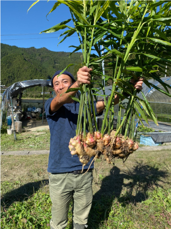 The results of taking on the challenge of ginger cultivation using salt application at Yamashita Farm in Kochi. The salt application rate is 100kg per 10a, with each stalk of ginger weighing 5kg.