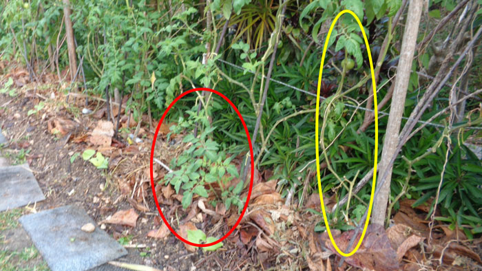 Photo #2: Tomatoes in areas not in perennial grass biomass are circled in yellow. There are fewer leaves and offshoots.