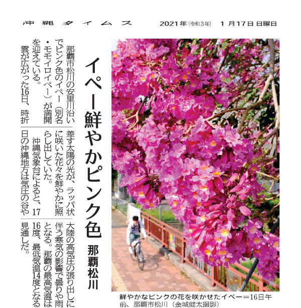 Photo 9: Ipe (Pink trumpet tree, Tabebuia impetiginosa) with bright pink flowers
1/17/2021 (provided by Okinawa Times)