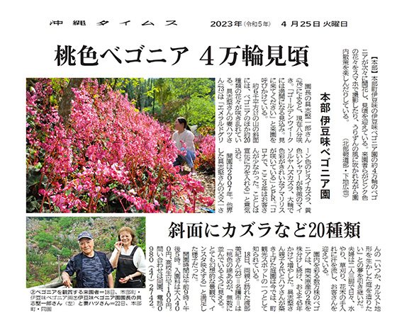 Above: Visitors admiring the begonias at the Izumi Begonia Garden in Motobu Town on April 18th. Below: Mr. Ichiro Gushiken (left), the director of the Izumi Begonia Garden, and his wife, Hatsu, at the garden in Motobu Town on April 22nd.
