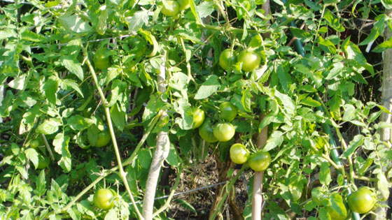 Photo 2: Fruiting section of tomatoes