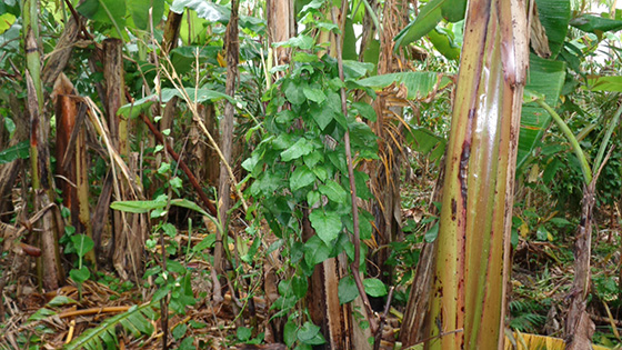 Yunnan Hyakuyaku, Anredera cordifolia, growing on a stump