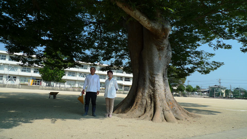 A weakened Zelkova Serrata tree at Unzen Municipal Hijikuro Elementary School garden has been revived by EM
