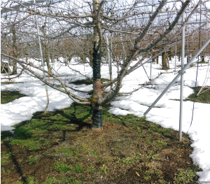 Photo 2 
< Regular use of EM for many years> 
The snow is melting