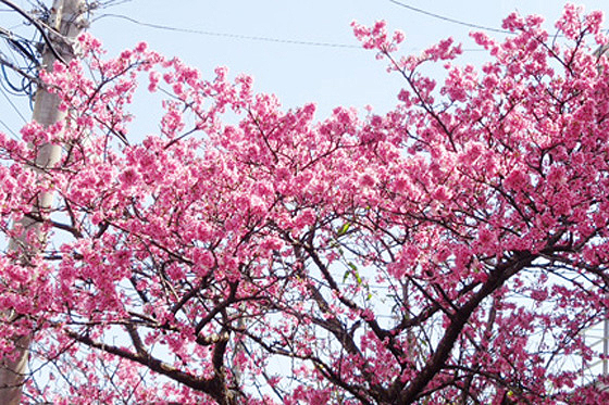 Cherry trees in four garden in full bloom for more than two weeks