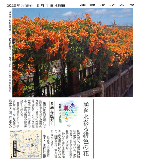 Flame vine blooming on a shelf covering a spring water channel, in Yoza, Itoman City, on March 23rd. (Photo by Masao Tajima)