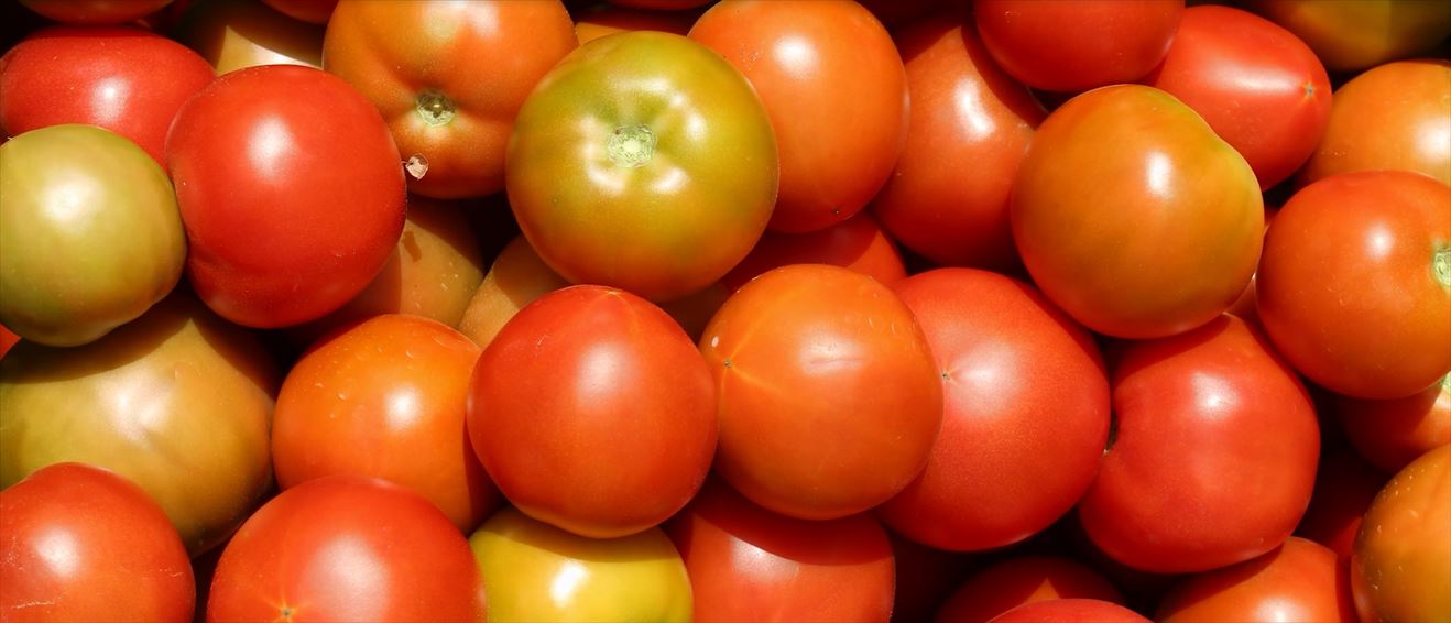 Movie about Tomato Farming in Chile, now available with English subtitles