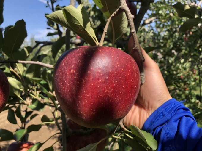 Case study: EM agriculture helped an apple orchard recover quickly from flood damage.