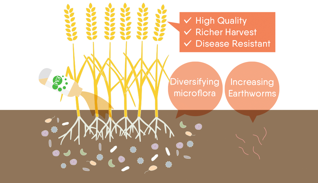 How EM works in soil